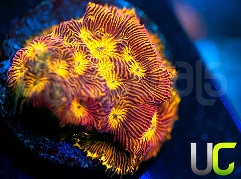 UC Sun Goddess Lepto