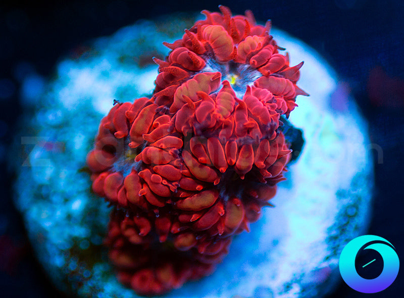 UC Blue Raven Blastos