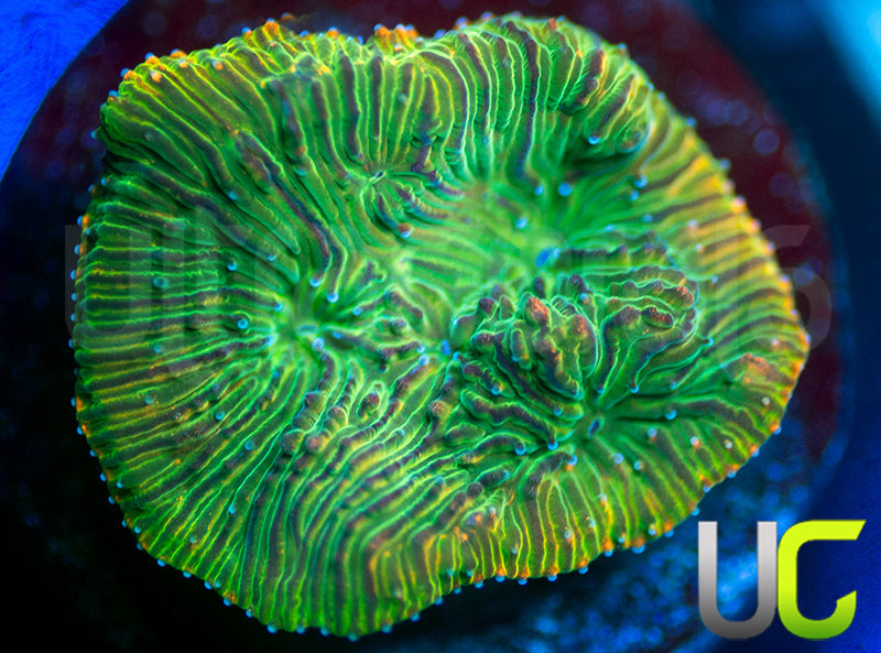 UC Headless Horseman Lepto