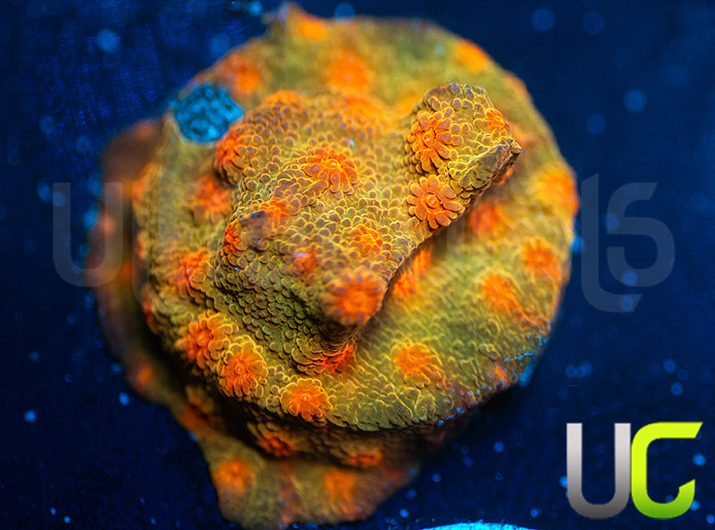 UC Jolly Roger Cyphastrea