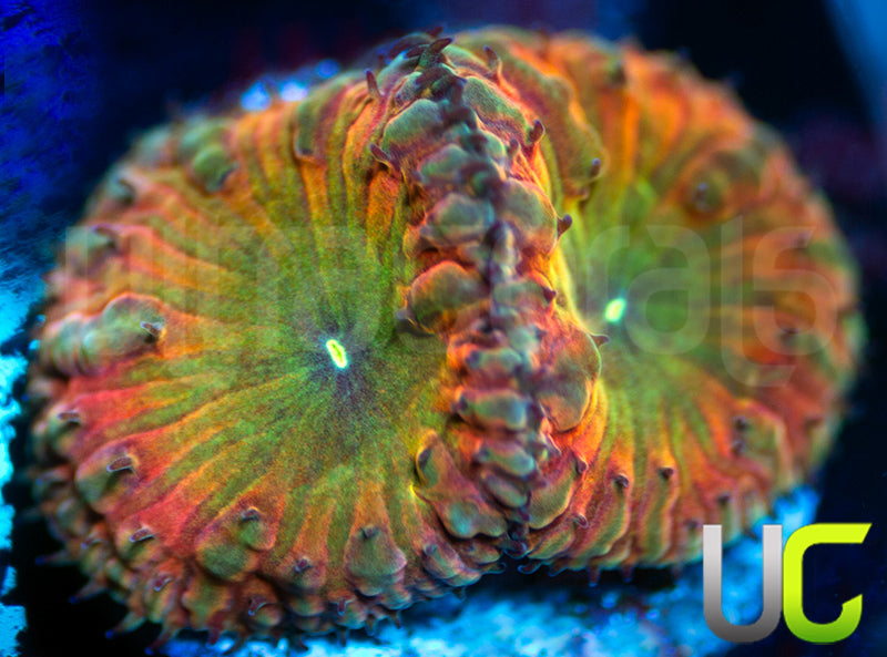 BSA TT Twister Blastos