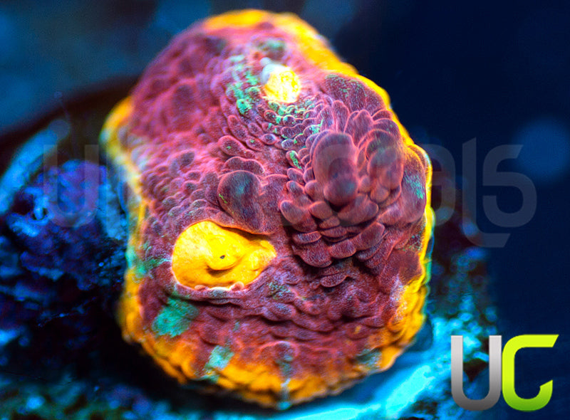 UC Pink Rainbow Chalice