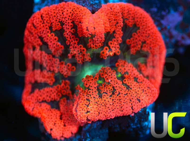 Bali Mini Red Carpet Anemone