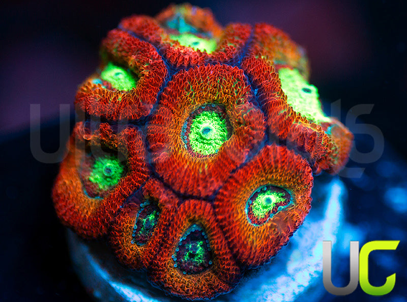 NEW RELEASE: UC Emperor Micro Amakusensis