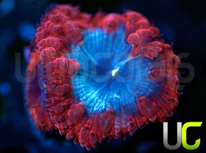 UC Fobidden Blue Blastos