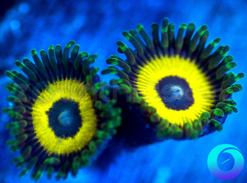 GloWorms