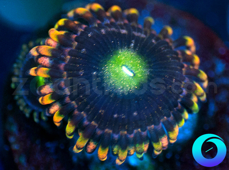 Photon