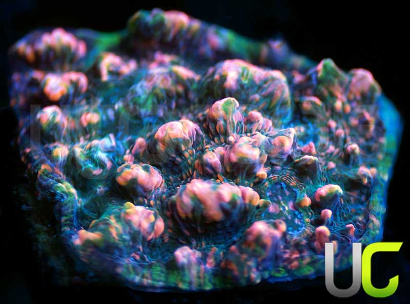UC Dubble Bubble Chalice