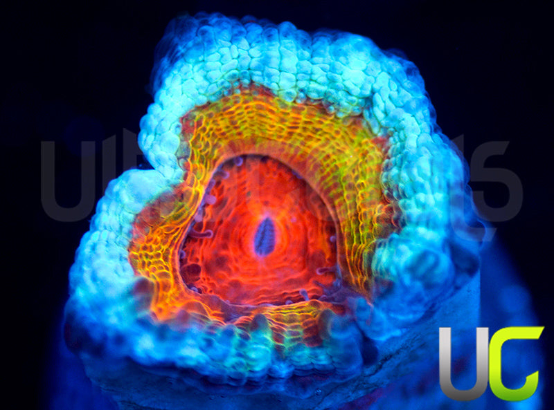 UC Blue Sabbath Micro Lord
