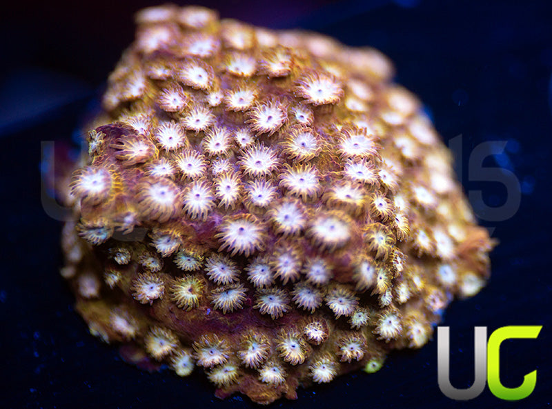 UC Yellowjacket Cyphastrea