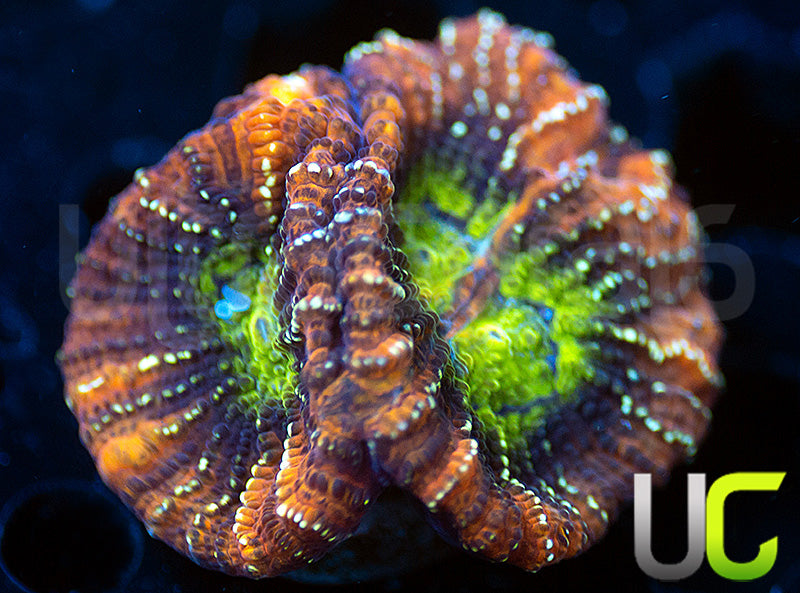 JA Gambit Unknown Species