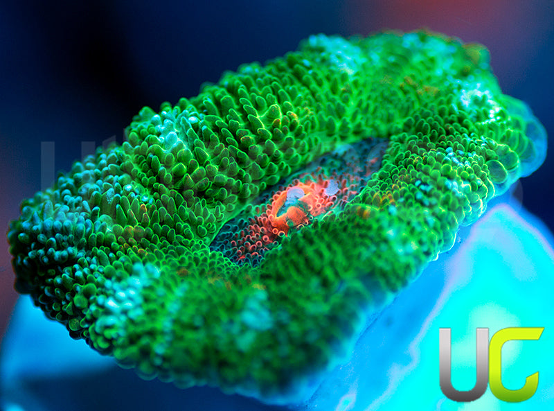 New Release: UC Bridesmaid Micro Amakusensis