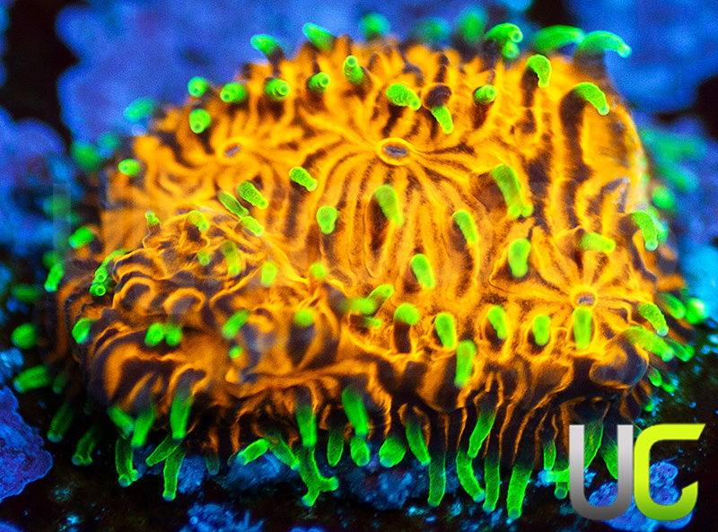 UC Fuzzy Navel Litho