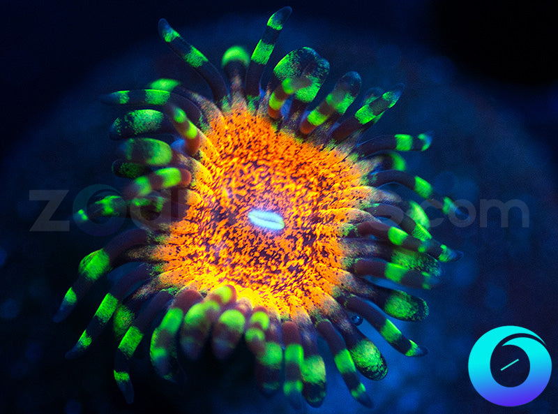 【非売品・超希少】[Z.O.A] Humanical Garden 19th zoanthids.com