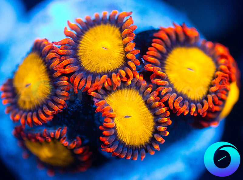 Mandarin Oranges