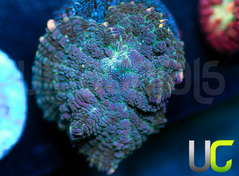 UC Purple Empress Mushroom