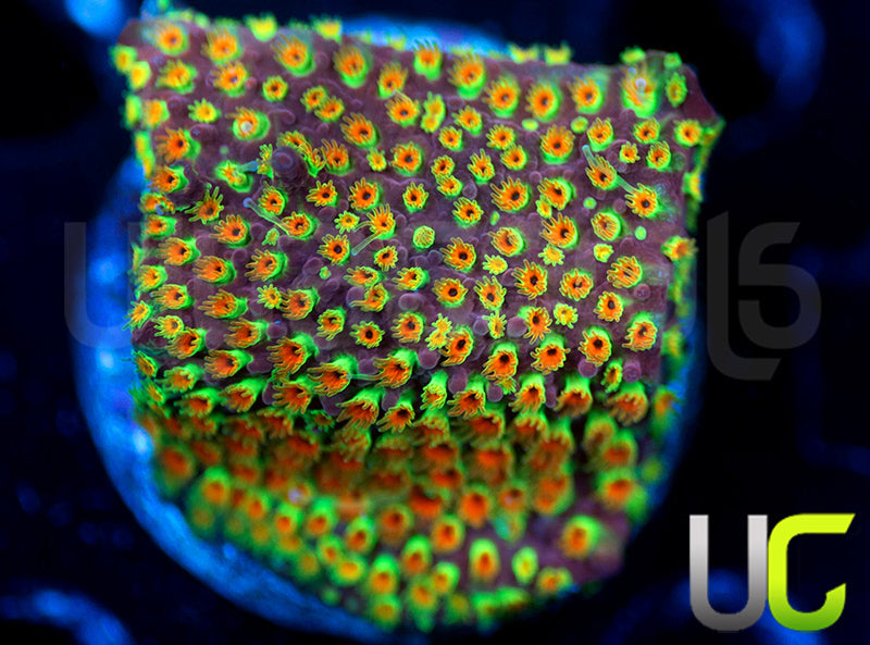 WWC Looney Tunes Stylo