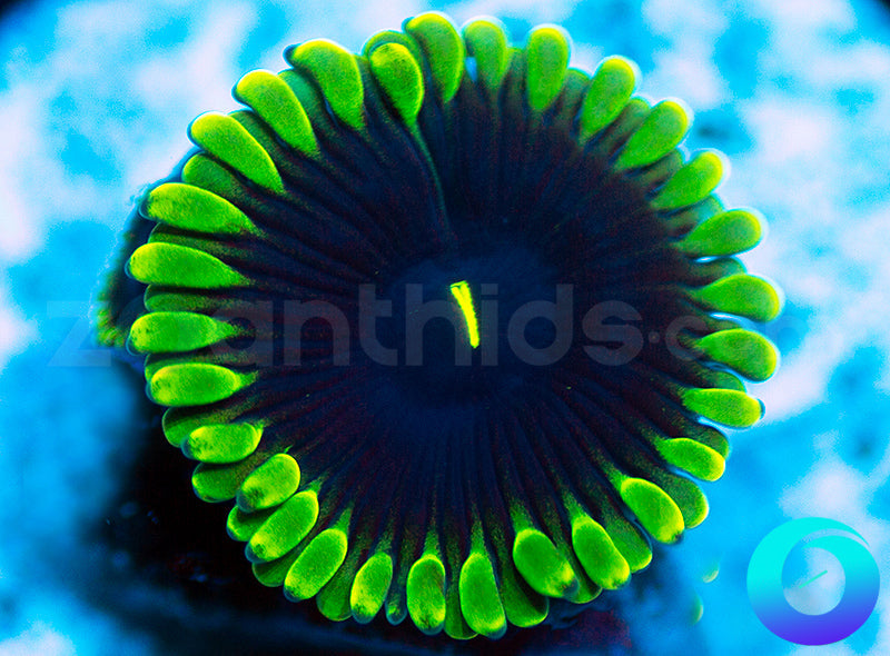 Purple People Eaters