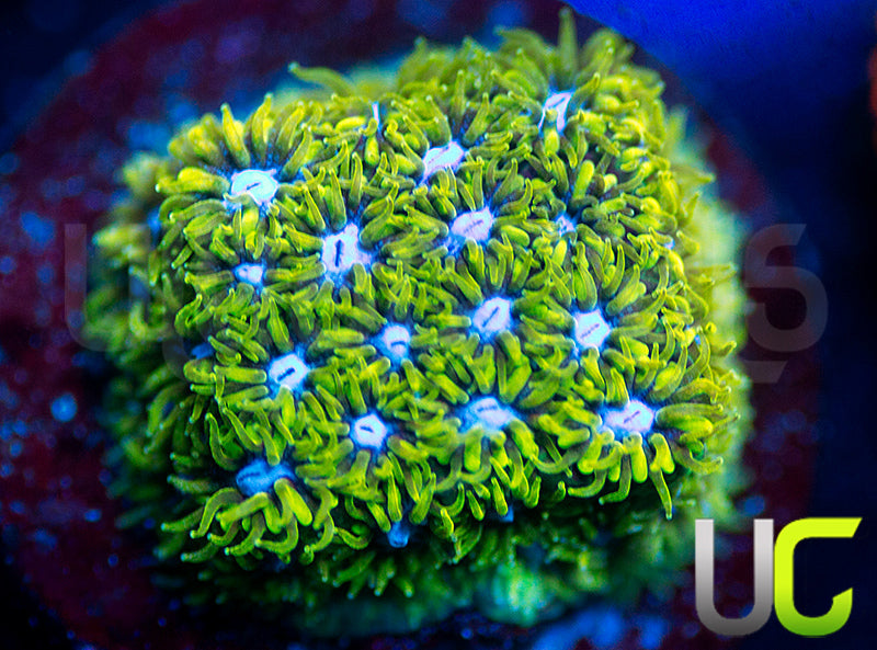 UC Blue Eyed Girl Leptastrea