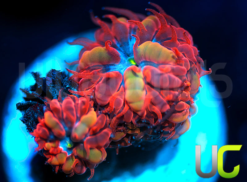 UC Blue Raven Blastos