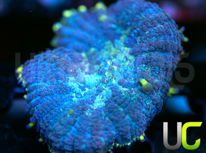 UC Doomsday Bounce Mushroom