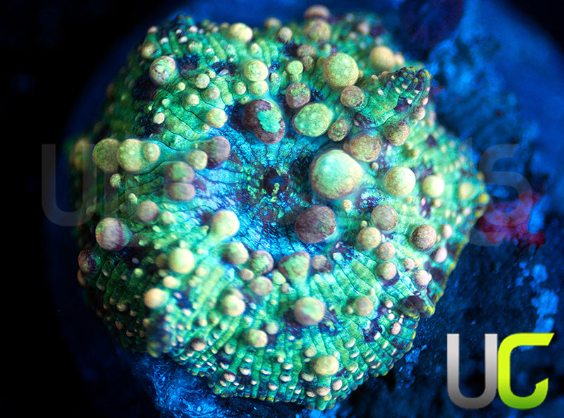 Neptune Bounce Mushroom