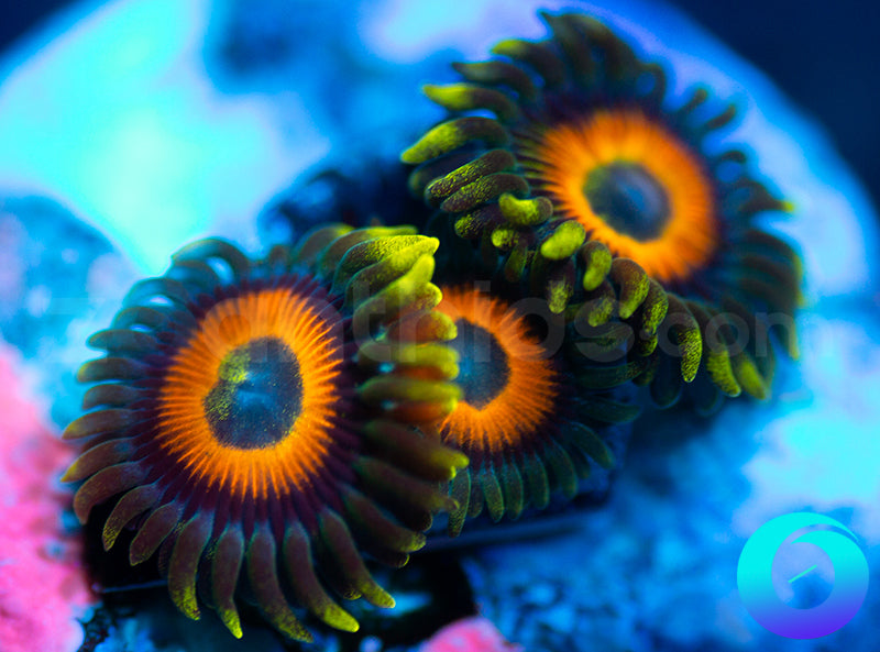 New Release: Harvest