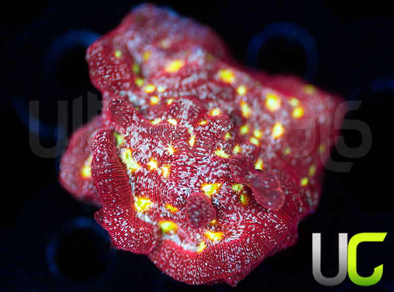 UC Red Devil Lepto