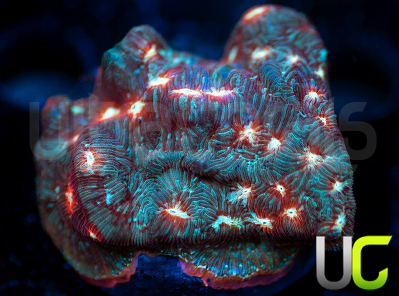 UC Lunar Lepto