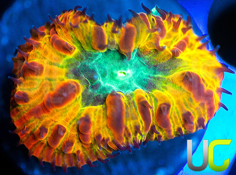 UC Hells Fury Blasto