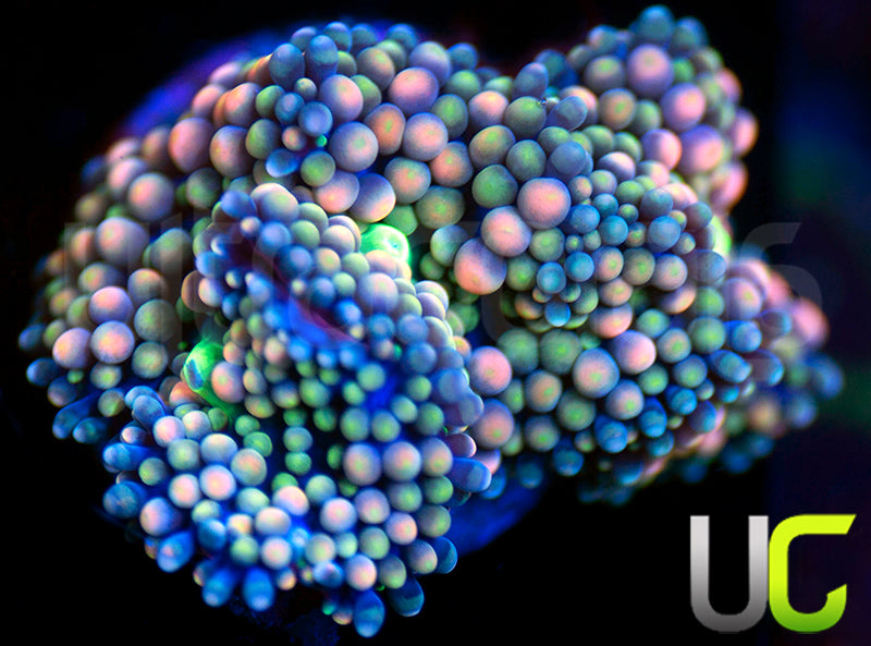 UC Cosmic Color Florida Ricordea