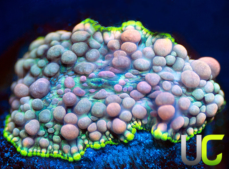 UC Mrs Pac Man Bounce Mushroom