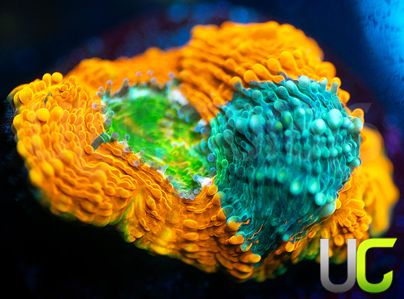 UC Pumpkin Splatter Acan Echinata
