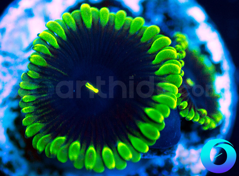 Purple People Eaters