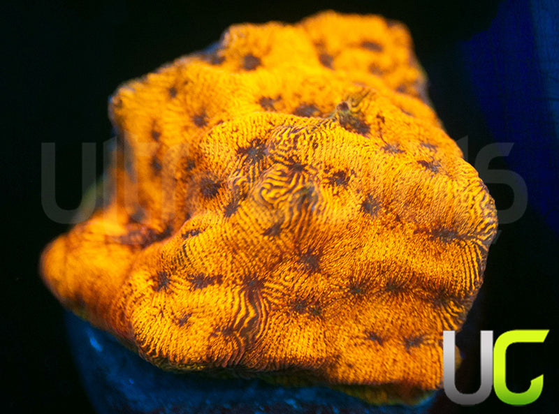 UC Golden Dragon Lepto