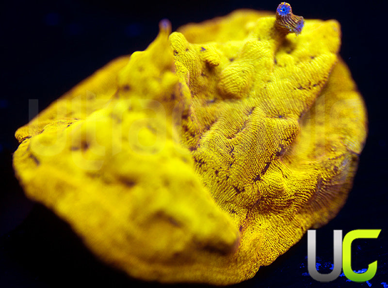 UC Golden Dragon Lepto