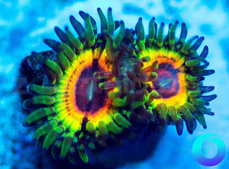 Little Shop of Horror