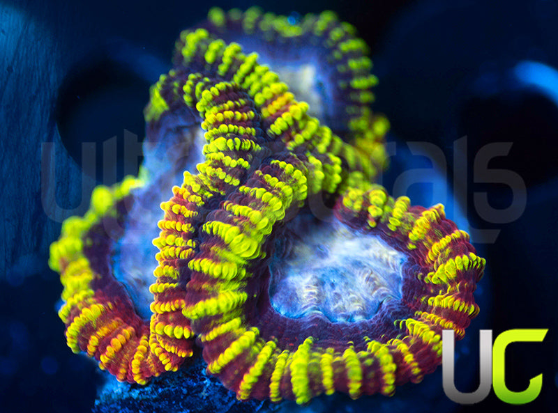 UC Double Rainbow Favia