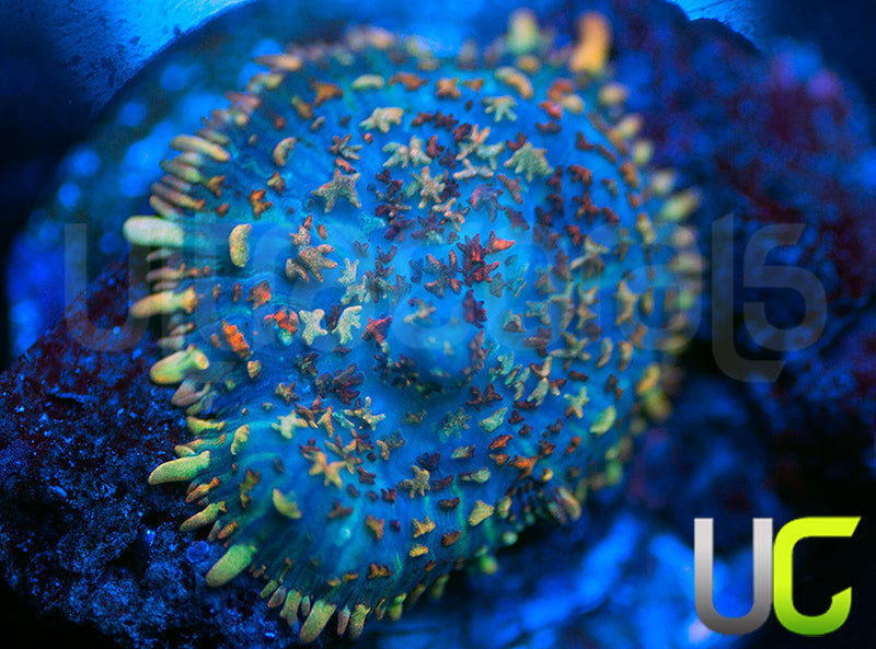 UC High Roller Mushroom Baby