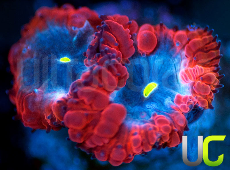 UC Forbidden Blue Blastos