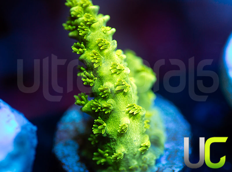 ATL Ultimate Green Tenuis