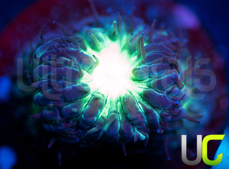 UC Dark Arts Blastos