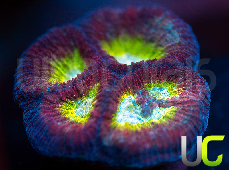 UC Regal Goniastrea