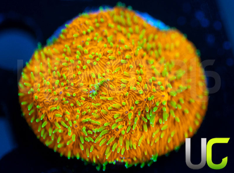 UC Fuzzy Navel Litho