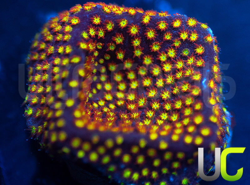 UC Flamethrower Stylo