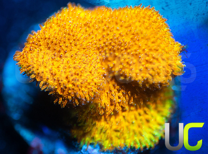 Watermelon Psammocora