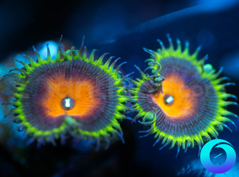 Captain America Protos