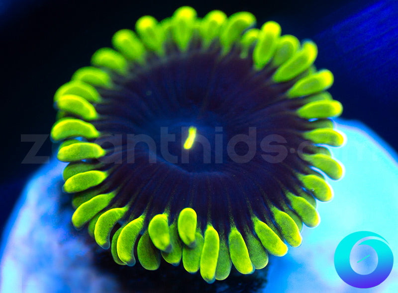 Purple People Eaters