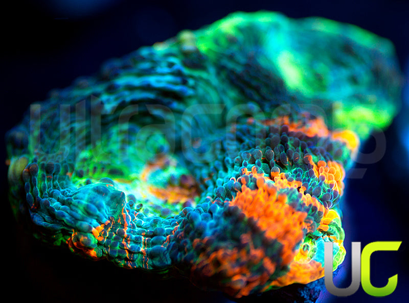 Rainbow Acan Echinata