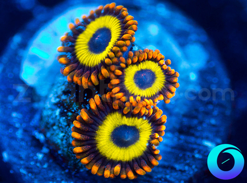 Fruit Loops